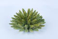 Riccio ceramica 17 cm verde