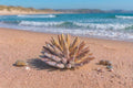 riccio di mare ceramica